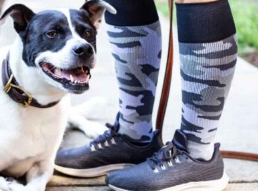 walking dog with compression stockings on