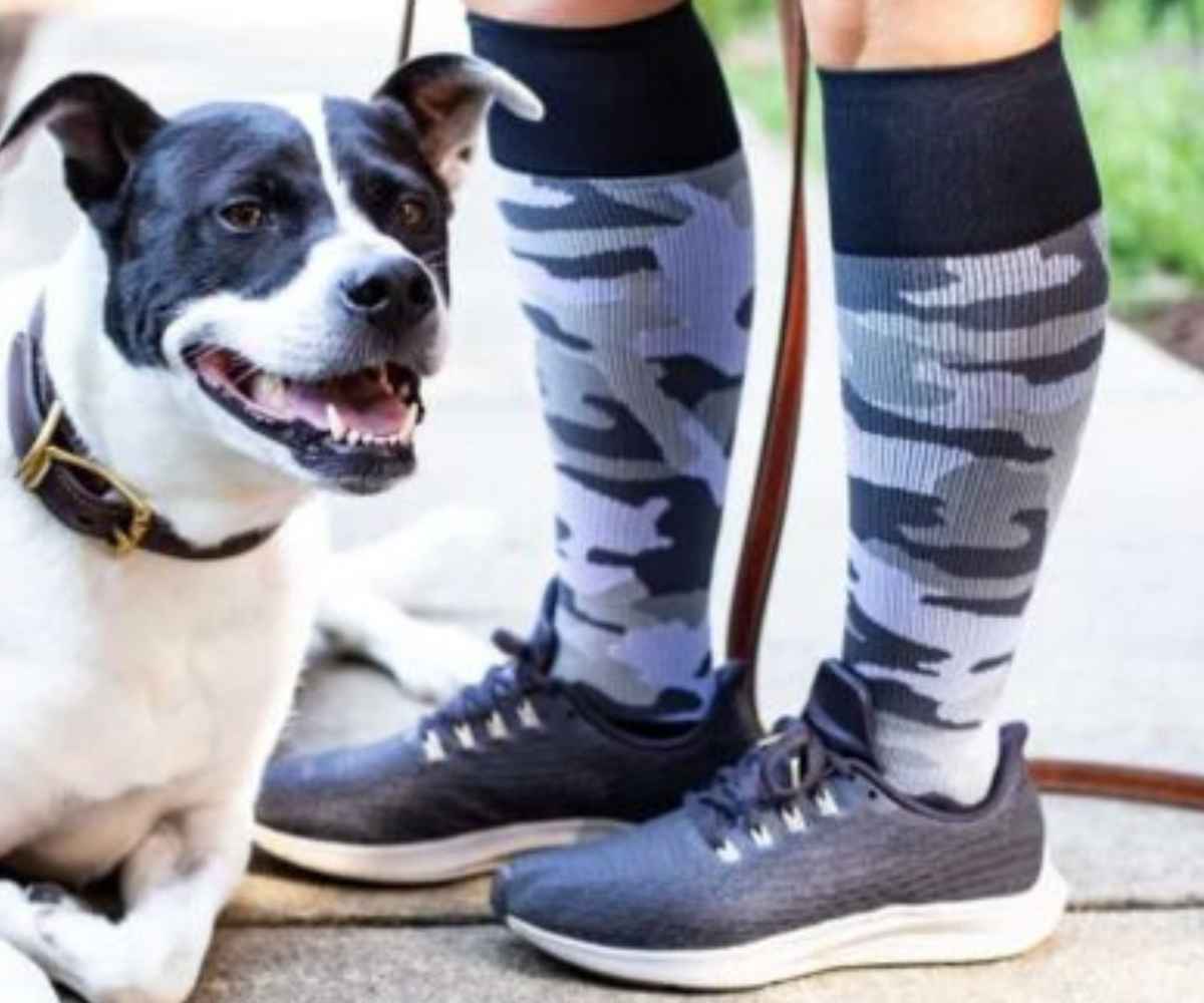 walking dog with compression stockings on